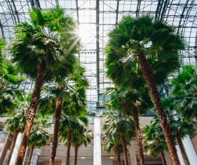 Winter Garden palm trees at BFPL New York